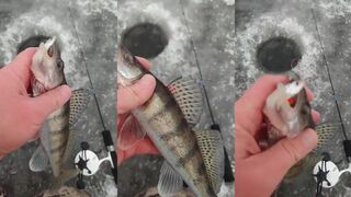 Опять поймал берша волжского судака рыбалка на Горьковском водохранилище с удочкой Driver