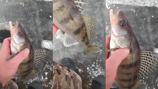 Поймал берша волжского судака спиннинговая рыбалка на Горьковском море с удочкой Driver