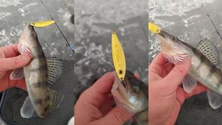 Ещё один берш на крючке рыбалка на Горьковском водохранилище и проверка удочки Driver