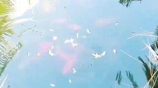 Кормление гурзуфских рыбок и секретное желание снова выйти на рыбалку