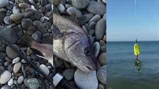 Эту приманку горбыль не пропустит рабочий силикон для морской рыбалки