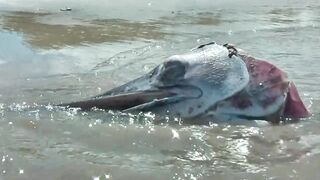 Рыбаки Jimbaran Bali живут и работают прямо на пляже от сети до вечерней рыбалки