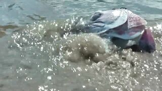 Рыбаки Jimbaran Bali живут и работают прямо на пляже от сети до вечерней рыбалки