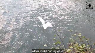 Спокойная рыбалка на экстремальном споте Tegal Wangi Bali ловим и тут же отпускаем птицу