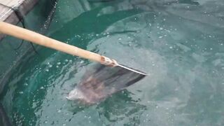 Хайнань станет центром рыбной ловли курорты рынки и морская рыбалка для туристов