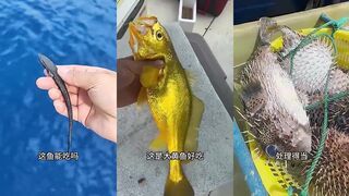 Тринадцать видов морской рыбы можно ли это есть и как выбрать безопасный улов