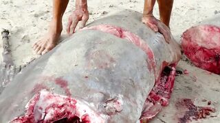 Инспектирую рыбный рынок в Jimbaran Bali свежий улов с ночной морской рыбалки в заливе