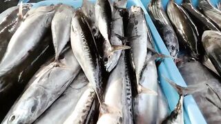 Инспектирую рыбный рынок в Jimbaran Bali свежий улов с ночной морской рыбалки в заливе