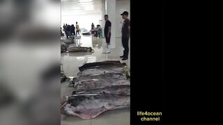 Tuna и swordfish рыбалка в порту Benoa Bali туна и меч рыба в одном выходе
