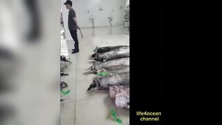 Tuna и swordfish рыбалка в порту Benoa Bali туна и меч рыба в одном выходе
