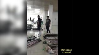 Tuna и swordfish рыбалка в порту Benoa Bali туна и меч рыба в одном выходе