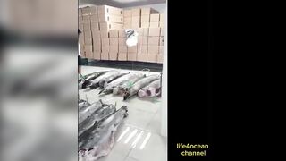 Tuna и swordfish рыбалка в порту Benoa Bali туна и меч рыба в одном выходе