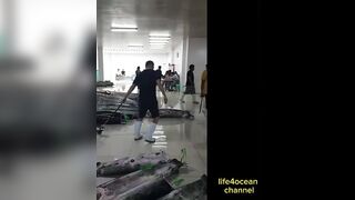 Tuna и swordfish рыбалка в порту Benoa Bali туна и меч рыба в одном выходе