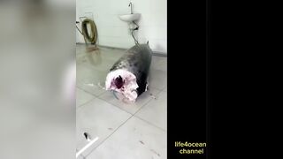 Tuna и swordfish рыбалка в порту Benoa Bali туна и меч рыба в одном выходе