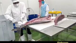 Tuna и swordfish рыбалка в порту Benoa Bali туна и меч рыба в одном выходе