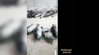 Tuna и swordfish рыбалка в порту Benoa Bali туна и меч рыба в одном выходе