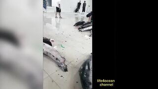 Tuna и swordfish рыбалка в порту Benoa Bali туна и меч рыба в одном выходе