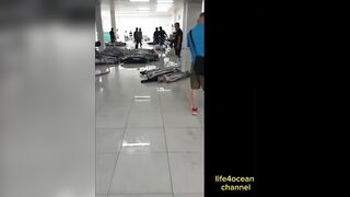 Tuna и swordfish рыбалка в порту Benoa Bali туна и меч рыба в одном выходе