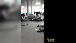 Tuna и swordfish рыбалка в порту Benoa Bali туна и меч рыба в одном выходе