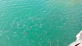 Керчь море полное рыбы прогулка по набережной и разговоры о рыбалке