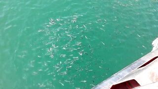 Керчь море полное рыбы прогулка по набережной и разговоры о рыбалке