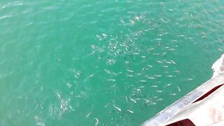 Керчь море полное рыбы прогулка по набережной и разговоры о рыбалке