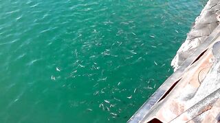 Керчь море полное рыбы прогулка по набережной и разговоры о рыбалке