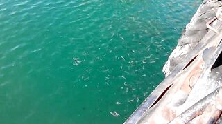 Керчь море полное рыбы прогулка по набережной и разговоры о рыбалке