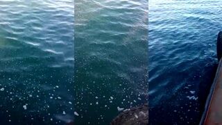 Керченская рыба причал рынки и чем живёт рыболовный город у пролива