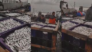 Керченские рыбаки тюлька идёт стеной массовый вылов у берега Крыма