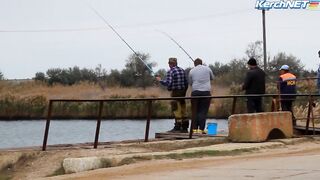 Керчане ловят саргана длинноносый хищник на лёгкой снасти у пирса