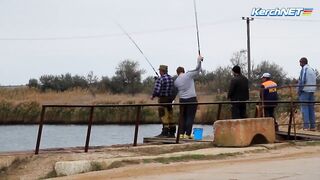Керчане ловят саргана длинноносый хищник на лёгкой снасти у пирса