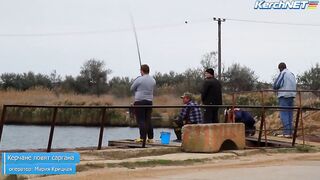 Керчане ловят саргана длинноносый хищник на лёгкой снасти у пирса