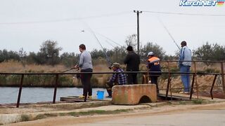 Керчане ловят саргана длинноносый хищник на лёгкой снасти у пирса