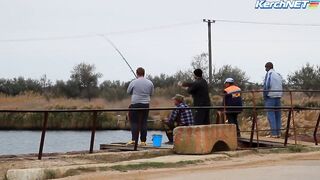 Керчане ловят саргана длинноносый хищник на лёгкой снасти у пирса