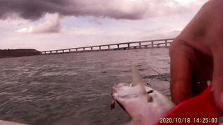 Рыбалка в Керчи у Крымского моста ставрида подходит косяками к берегу