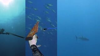 Подводная охота на монстр тунца на Бали мощное вываживание в синем океане