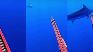 Подводная охота на гигантского марлина 500 lb безумная морская рыбалка в океане