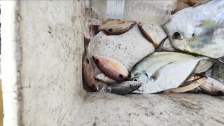 Krabi 2023 андманский джиг и донная морская рыбалка в провинции Krabi всё ещё радует