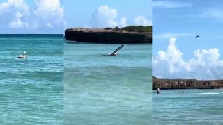 Досмотри до конца пеликан рыбачит в Мексиканском заливе у Варадеро Куба