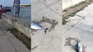 Bonito и albacora на набережной Гаваны городская морская рыбалка в Кубе 2022