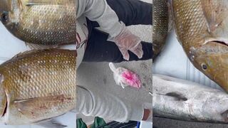 Морская рыбалка в Бахрейне с капитаном Abu Mohammed Asyaf морские прогулки и крупная рыба