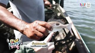 Krabi охота за groupers: экспедиция в мангровые дебри и рыбалка у корней