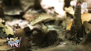 Krabi охота за groupers: экспедиция в мангровые дебри и рыбалка у корней