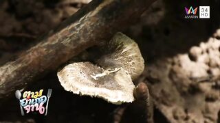 Krabi охота за groupers: экспедиция в мангровые дебри и рыбалка у корней