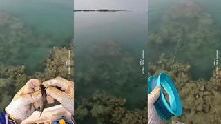 Hamour прячется за рифом продолжаем рыбалку в водах Бахрейна в поисках трофея