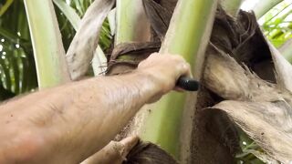 Большие крабы голыми руками продолжаем поиск собственного необитаемого острова