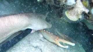 Большие крабы голыми руками продолжаем поиск собственного необитаемого острова