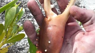 Большие крабы голыми руками продолжаем поиск собственного необитаемого острова