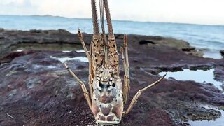 Большие крабы голыми руками продолжаем поиск собственного необитаемого острова